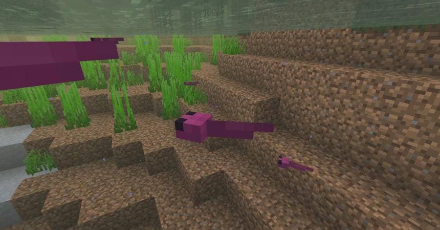 Скачать текстуры на обновленных лягушек в Minecraft PE